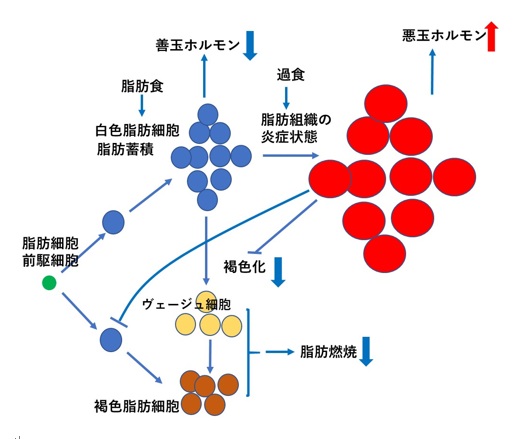 甘やかしダイエット21