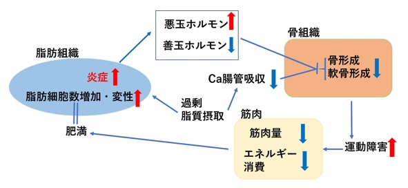 甘やかしダイエット24