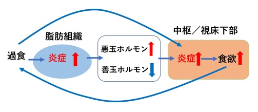 甘やかしダイエット17